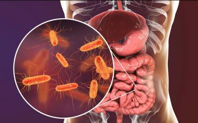 ميكروبات الأمعاء ودورها في فقدان الشهية