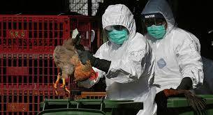إليك ما تحتاج إلى معرفته حول عدوى انفلونزا الطيور