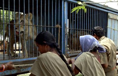 Death of a Lioness Amidst Coronavirus Outbreak in Zoo