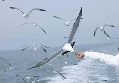 Video: Gull Eggs Cover a Kuwaiti Island!