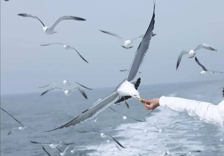 Video: Gull Eggs Cover a Kuwaiti Island!