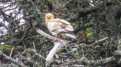 Title: Video: Rare Egyptian Vulture Sighted for the First Time in 150 Years