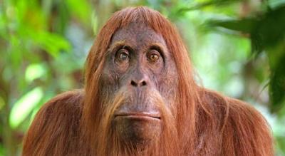 New Birth of Endangered 'Orangutan' at American Zoo