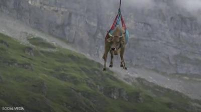 Video: Flying Cows in Switzerland and a Farmer Reveals the Strange Secret