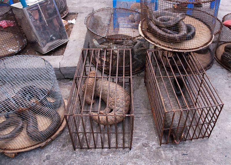 Over 47,000 Live Animals Were Sold in Wuhan Markets Before COVID-19