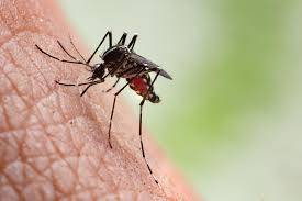 Read This Before Sleeping: Why Do Mosquitoes Buzz Near Our Ears?
