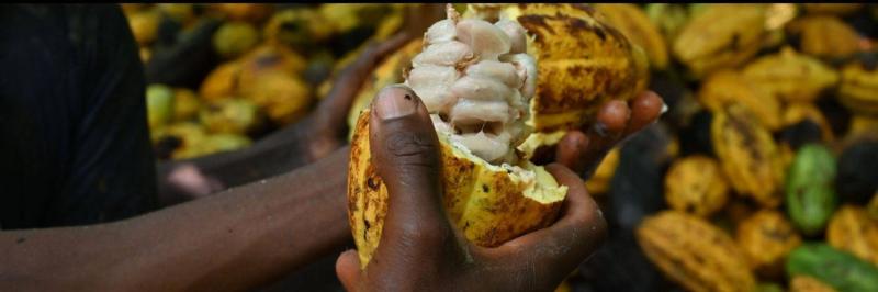 Cocoa Prices Spark Crisis Between Farmers and Global Chocolate Manufacturers