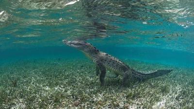 Young Woman Rescues Sister from Crocodile's Jaws