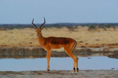 America Records First COVID-19 Cases in Deer Worldwide