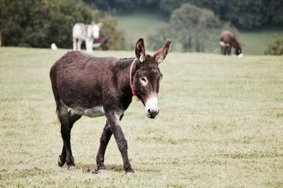 Major Controversy in Egypt: What is Behind the Phenomenon of Slaughtering Donkeys?