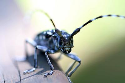 3 Tips to Get Rid of Flies in the House