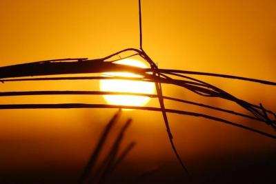 Title: Kuwait's Heat Approaches "Boiling Point": 70 Degrees in the Sun and 53.5 in the Shade