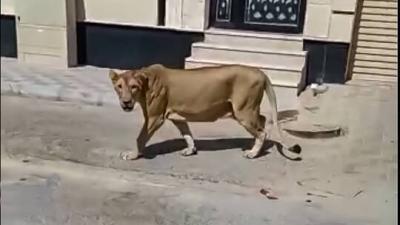 Title: Control of a Free Lion in Khobar, Saudi Arabia