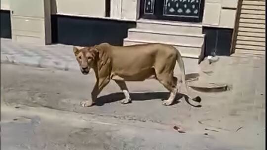 Title: Control of a Free Lion in Khobar, Saudi Arabia