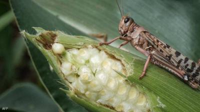 Locusts: A New Insect Joining European Tables