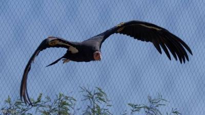 Rare Case: A Type of Vulture Reproduces Without Mating