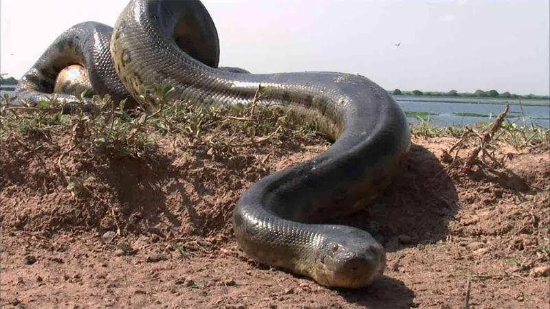 Discovery of a Giant Anaconda in India