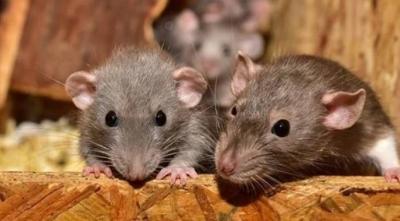 Shocking News: Rats Chew on Parts of a Newborn's Body in Hospital