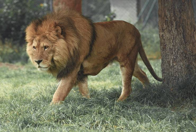 Mother Defends Child from Mountain Lion Attack