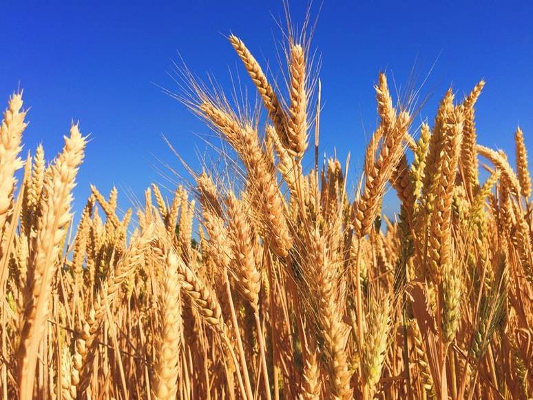 US Wheat Prices Rise to Highest Level in Over 8 Years