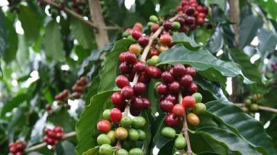 Signing of Investment Contract for the First Coffee Farming City in Saudi Arabia