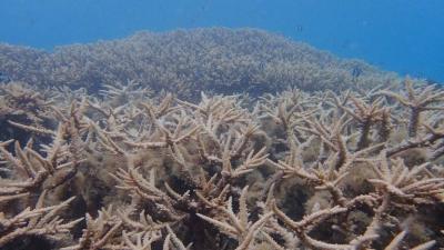 Scientists Discover a Huge Coral Colony Estimated to be 600 Years Old on a Saudi Island