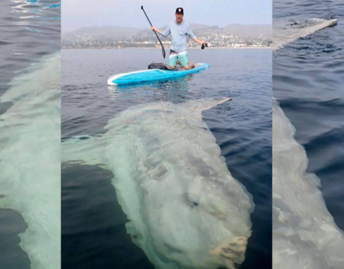 Title: Giant Sunfish Captured by Fishermen