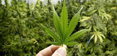 marijuana use for treating migraines may have the opposite effect