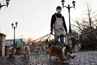 Killing of a Dog in a COVID-19 Purge Campaign Sparks Outrage