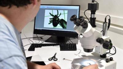 Warnings of a Pandemic Similar to COVID-19: The Secret Lies in a "Bug" That Sucks Your Blood