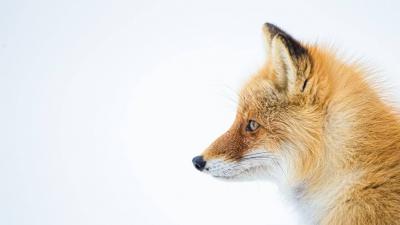 Video: Beautiful Moments of a Fox Laughing Like Children