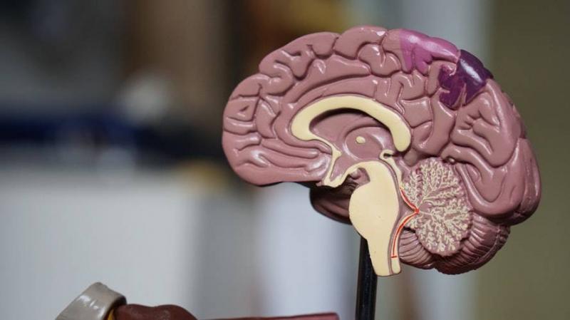 Vitamin Deficiency Causes Stroke