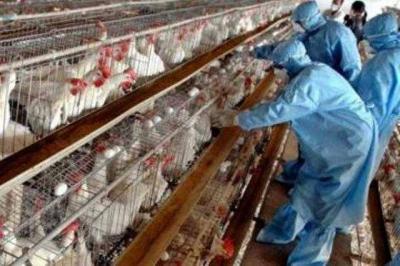 Discovery of the First Case of Avian Influenza This Year