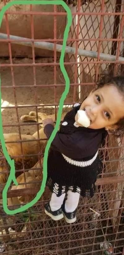 Horrific Incident in Yemen: Lion Bites Off Toddler's Hand in Front of Her Father