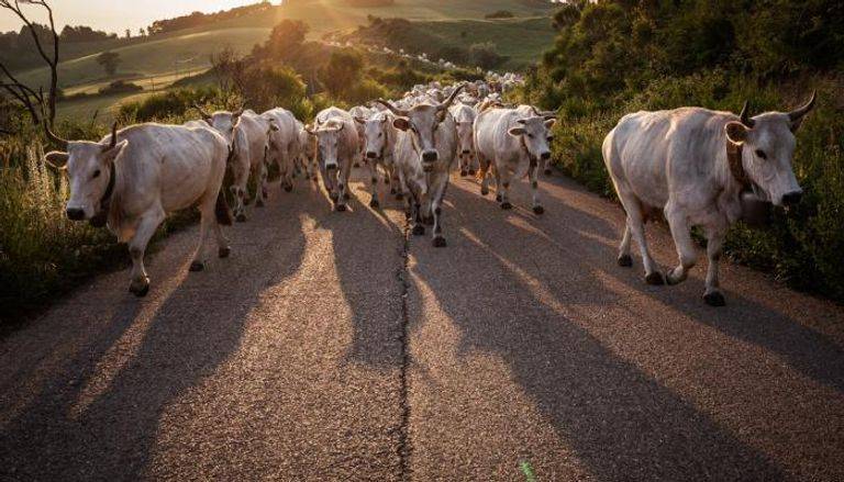Bull Attack Ends the Lives of Father and Son in Norway