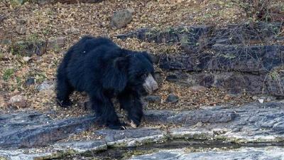 Title: Bear Attacks Three People in India Within 24 Hours