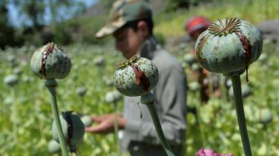 By Mistake: Afghanistan's Cannabis Involves an Australian Medical Company