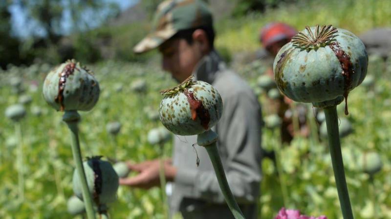 By Mistake: Afghanistan's Cannabis Involves an Australian Medical Company