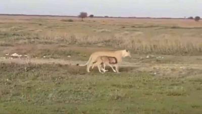 Video: Lioness Protects a Calf