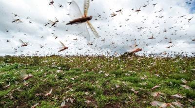 Locusts Invade Arsal Town as Lebanese Army Responds