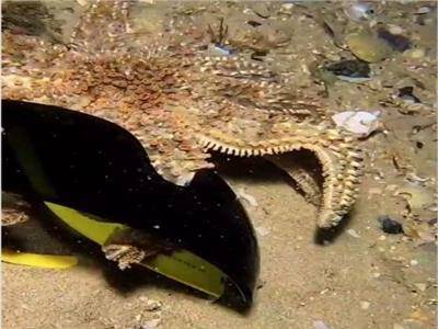 Video: Starfish Wearing Sunglasses at the Bottom of the Ocean