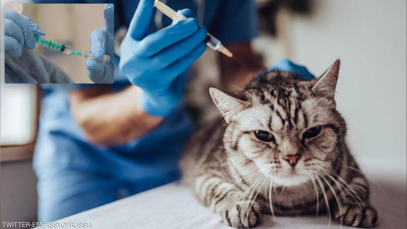Russia Produces First Batch of COVID Vaccine for Animals