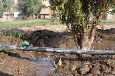 Tree Planting Campaign to Combat Desertification in Mosul