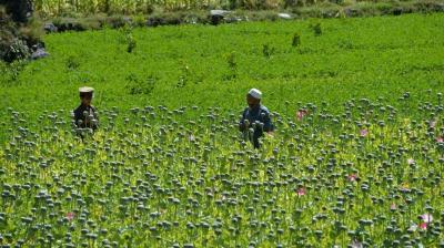 Opium on the Roads in Afghanistan... and the Taliban Remains Unmoved