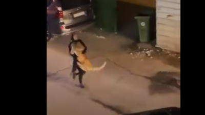 Title: Video Shows Girl Capturing Lion Scaring Residents in Kuwait