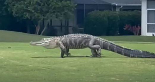 Surprise on the Golf Course: Video of Giant Alligator Roaming Freely