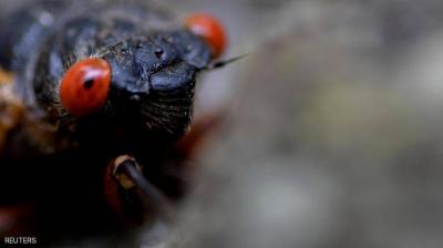 Americans Are Eating Strange Creatures Too, Not Just the Chinese