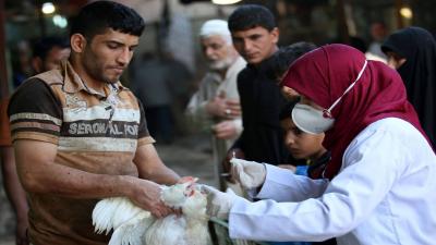 Outbreak of "Highly Infectious" Disease in Iraq: Agriculture Ministry Reveals the Truth