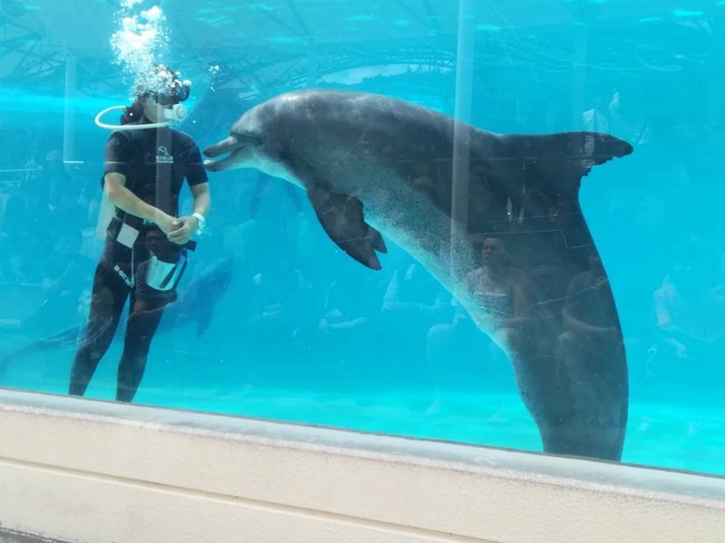 Dolphins Share Personality Traits with Humans