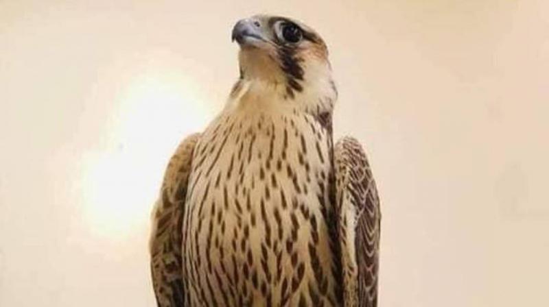 Images: The World's Most Expensive Falcon Sold at Auction in Libya